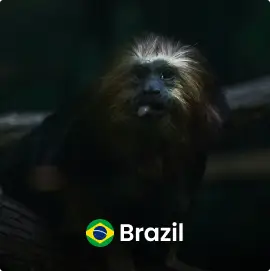 Brazil