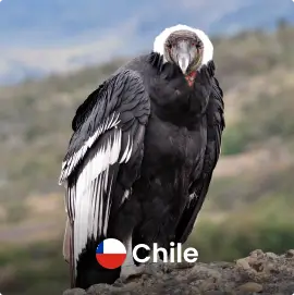 Chile